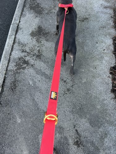 Red Gold Series Collar (4cm) photo review