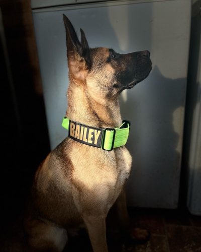 Green Tactical Collar (5cm) photo review