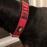 Red - Gold Series Collar (4cm) photo review
