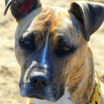 Gold Chain Dog Collar photo review