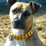 Gold Chain Dog Collar photo review