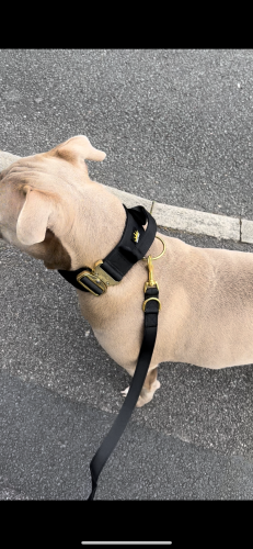 Black - Gold Series Collar (5cm) photo review