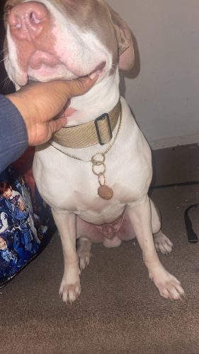 London Dog Necklace photo review