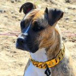 Gold Chain Dog Collar photo review