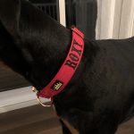 Red - Gold Series Collar (4cm) photo review
