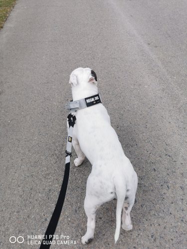 Grey Tactical Collar (5cm) photo review