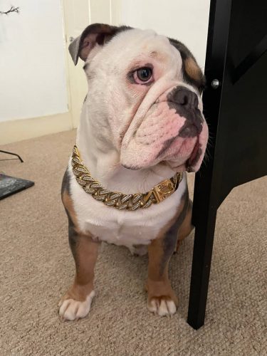 Gold Diamond Dog Chain photo review