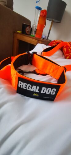 Neon Orange Tactical Collar (5cm) photo review