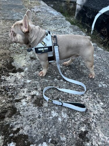 Grey - Classic Harness photo review