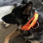 Neon Orange Tactical Collar (5cm) photo review