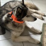 Neon Orange Tactical Collar (5cm) photo review
