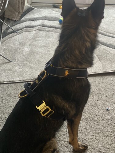 Black - Gold Series Deluxe Harness photo review