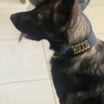 Black - Gold Series Collar (5cm) photo review