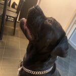 Silver Paris Dog Necklace photo review