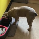 Silver Diamond Dog Chain photo review