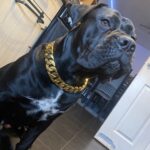 Gold Chain Dog Collar photo review