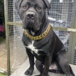 Gold Chain Dog Collar photo review