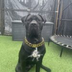 Gold Chain Dog Collar photo review