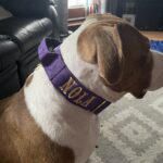Purple Gold Series Collar (5cm) photo review