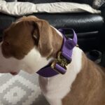 Purple Gold Series Collar (5cm) photo review