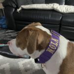 Purple Gold Series Collar (5cm) photo review