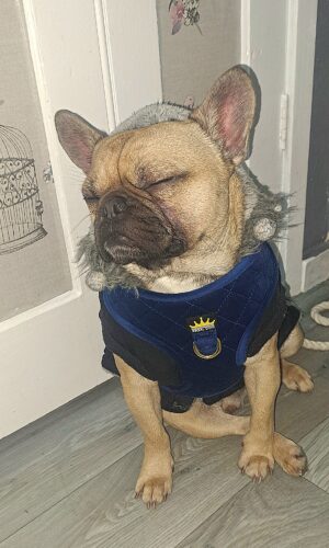 Blue Majestic Harness photo review