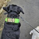 Name Patch photo review