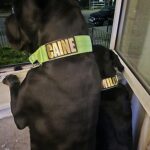 Name Patch photo review