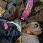 Purple Gold Series Collar (5cm) photo review