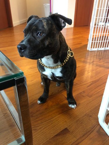 Gold Monaco Dog Necklace photo review