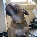 Gold Chain Dog Collar photo review