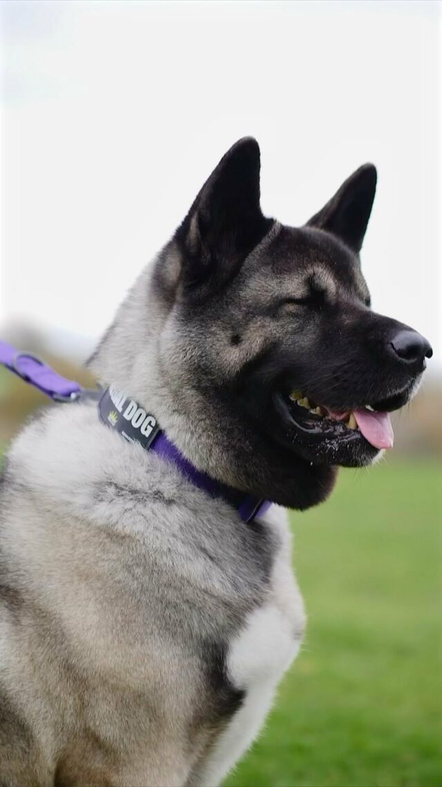 💜 Purple is so my colour 💜

⚜️ Regal Dog - The Luxury Dog Brand ⚜️⁠
⁠
🛒 Shop Now: REGALDOG.CO.UK⁠

📸 @coco.the.american.akita @deadsharpmedia 
⁠
#️⃣ #dogs #dogsofinstagram #dog #dogstagram #puppy #doglover #dogoftheday #instadog #doglovers #doglife #pets #love #regaldog #Regaldog #fyp #lovethis #photography #photolove #akit #akitapuppy #americanakita #checkthis #followus #cutie