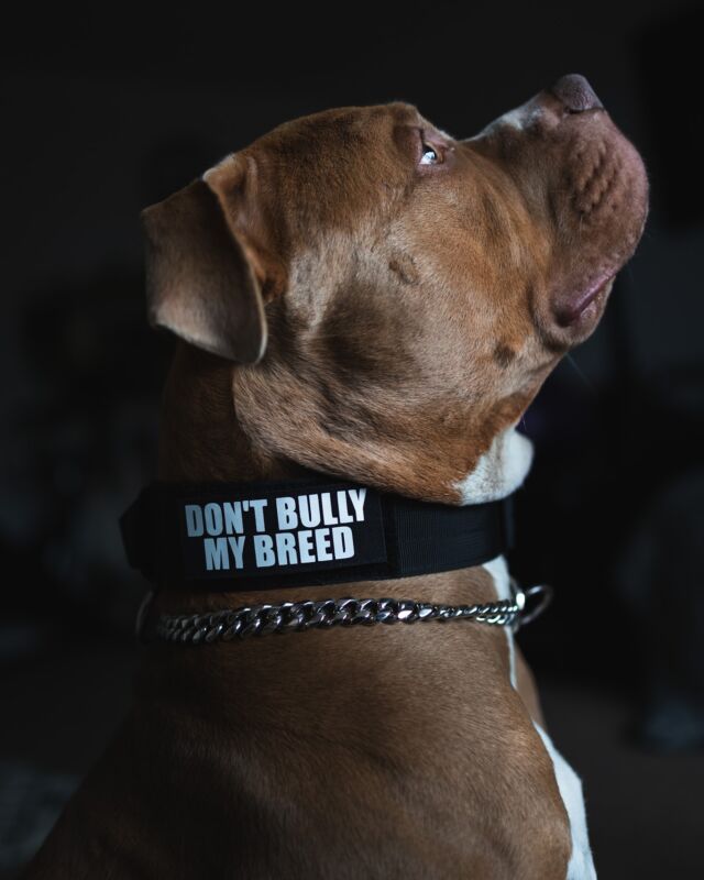 👊🏻Don’t Bully My Breed 👊🏻

There is so much happening around bully breeds; our heart goes out to everyone who is currently going through this. 
At Regal we stand with you and support you. 

⚜️ Regal Dog - The Luxury Dog Brand ⚜️⁠
⁠
🛒 Shop Now: REGALDOG.CO.UK⁠

📸 @king_arthur_the_xlbully 
⁠
#️⃣ #dogs #dogsofinstagram #dog #dogstagram #puppy #doglover #dogoftheday #instadog #doglovers #doglife #pets #love #regaldog #Regaldog #fyp #lovethis #photography #photolove #dontbullymybreed #bullylove #bullys #westandwithyou