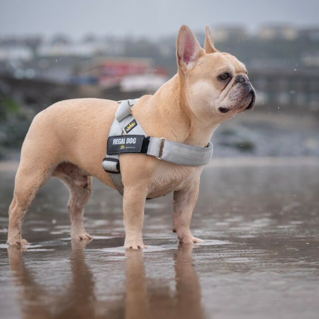 I can see a beach babe 👀🏝️

⚜️ Regal Dog - The Luxury Dog Brand ⚜️⁠
⁠
🛒 Shop Now: REGALDOG.CO.UK⁠

📸 @deadsharpmedia @rupert__thefrenchie
⁠
#️⃣ #dogs #dogsofinstagram #dog #dogstagram #frenchie #frenchieworld #frenchbulldog #bullylove #beachbabe #photolove #cutiepie #regaldog #beach #beachphotography