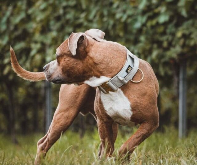 Did you say something? 📸😉

⚜️ Regal Dog - The Luxury Dog Brand ⚜️⁠
⁠
🛒 Shop Now: REGALDOG.CO.UK⁠

📸 @redheadstaffy 
⁠
#️⃣ #staffy #staffordshirebullterrier #dogsofinstagram #staffygram #dog #staffylove #staffymoments #dogs #staffie #staffiesofinstagram #amstaff #instadog #dogoftheday #staffylovers #dogstagram #doglife #love #bluestaffy #staffysofinstagram #puppylove #staffordshire #staffylife #staff #doglover  #staffypuppy #regaldog #dogworld