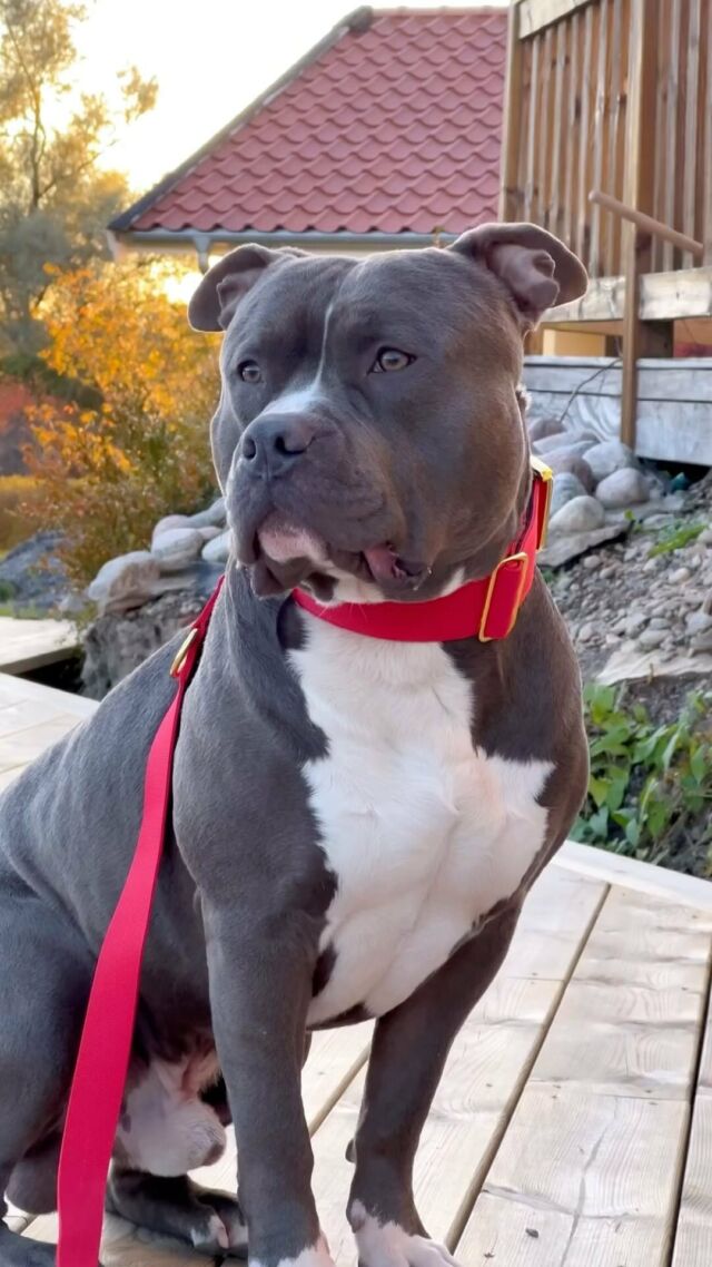 😎♥️ Bully Bossen ♥️😎

The king is definitely back 👊🏻👀😮

⚜️ Regal Dog - The Luxury Dog Brand ⚜️⁠
⁠
🛒 Shop Now: REGALDOG.CO.UK⁠

📸 @bullybossen
⁠
#dogs #dogsofinstagram #dog #dogstagram #puppy #doglover #dogoftheday #instadog #doglovers #doglife #pets #love #regaldog #Regaldog #fyp #lovethis #photography #photolove