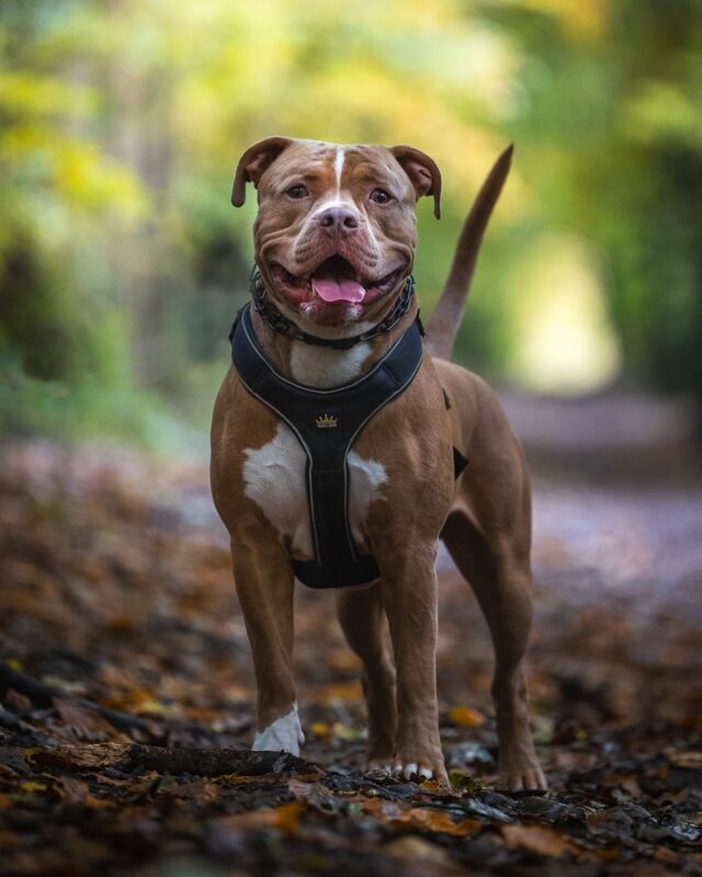 Least someone is happy that it’s a Monday.. 

⚜️ Regal Dog - The Luxury Dog Brand ⚜️⁠
⁠
🛒 Shop Now: REGALDOG.CO.UK⁠

📸 @king_arthur_the_xlbully 
⁠
#️⃣ #bully #americanbully #dog #dogsofinstagram #puppy #bullybreed #dogs #bulldog #pitbull #bullylove #bullylife #regaldog #Regaldog #lovethis #dogshoot #dogworld #bullybreedlove #bullymagazine #life #pocketbully #xlbully