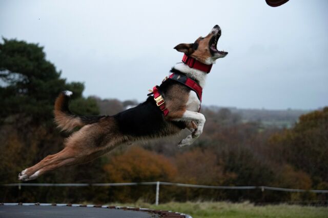 Jumping into the week like hey 😎👌🏻📸

WHAT AN AMAZING SHOT 👏🏻

⚜️ Regal Dog - The Luxury Dog Brand ⚜️⁠
⁠
🛒 Shop Now: REGALDOG.CO.UK⁠

📸 @bc.rory 
⁠ 
#️⃣ #dogs #dogsofinstagram #dog #dogstagram #puppy #doglover #dogoftheday #instadog #doglovers #doglife #pets #love #regaldog #Regaldog #fyp #lovethis #photography #photolove #bordercollie #collie #actionshot #cutiepie