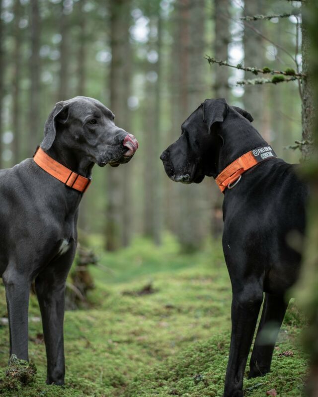 You staring at me bro? 👊🏻 

⚜️ Regal Dog - The Luxury Dog Brand ⚜️⁠
⁠
🛒 Shop Now: REGALDOG.CO.UK⁠

📸 @sven.sune 
⁠
#️⃣ #dogstagram #instadog #dogsofinstagram #dogoftheday #doglover #branding #doglife #doggo #pets #dogsofinsta #luxurydog #regaldog  #mondayfunday #nature #dogworld #IGdogs #photooftheday #snapthis #lovethis #greatdanebreed #regal #lovethis  #natureshot #photolove #photography #perfection