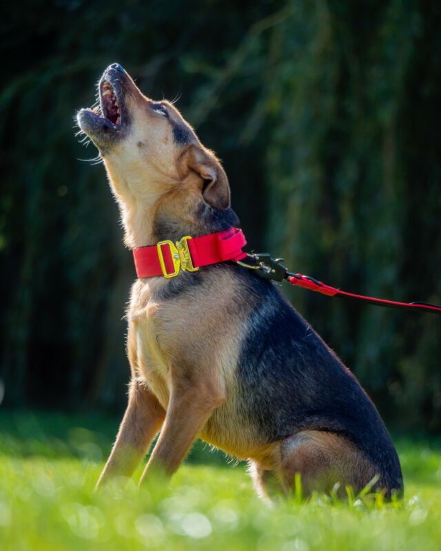 Is it the weekend yet 😮❤️

⚜️ Regal Dog - The Luxury Dog Brand ⚜️⁠
⁠
🛒 Shop Now: REGALDOG.CO.UK⁠

📸 @tuckertimeshq 
⁠
#️⃣ #dogs #dogsofinstagram #dog #dogstagram #puppy #doglover #dogoftheday #instadog #doglovers #doglife #pets #love #regaldog #Regaldog #fyp #lovethis #photography #photolove