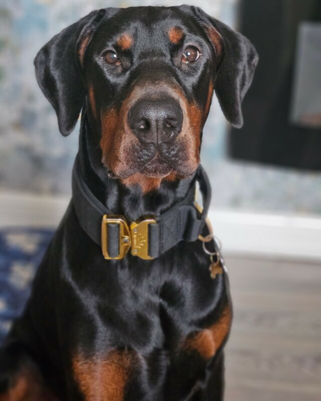 Can we get a BOOP on that nose 👀😮📸

⚜️ Regal Dog - The Luxury Dog Brand ⚜️⁠
⁠
🛒 Shop Now: REGALDOG.CO.UK⁠

📸 @kaimson 
⁠
#️⃣ #dogs #dogsofinstagram #dog #dogstagram #puppy #doglover #dogoftheday #instadog #doglovers #doglife #pets #love #regaldog #Regaldog #fyp #lovethis #photography #photolove