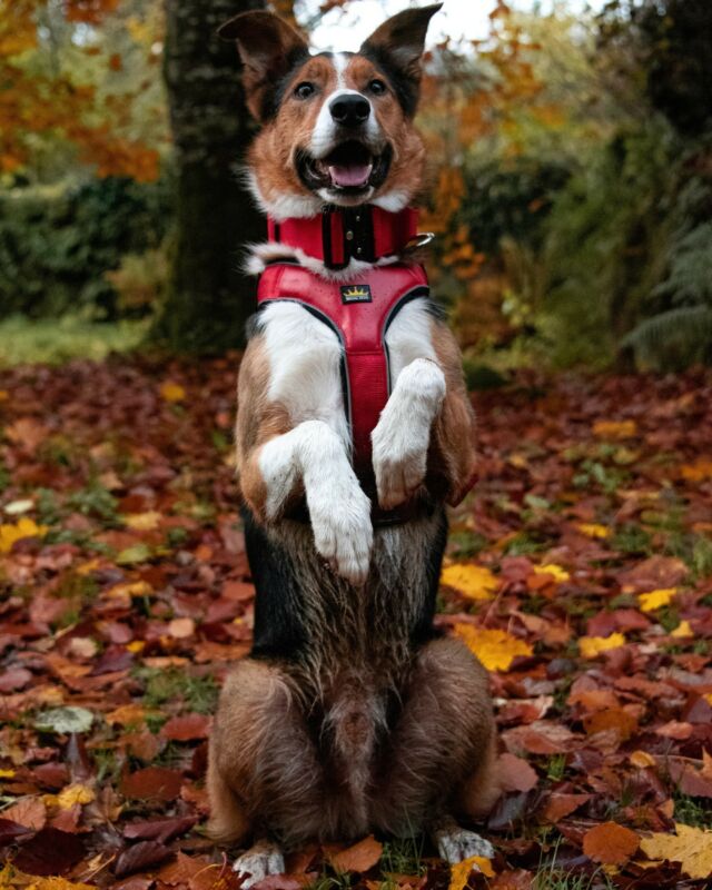 RORY you are so talented ❤️🎄💯
❤️ RED PERFECT FOR CHRISTMAS ❤️

⚜️ Regal Dog - The Luxury Dog Brand ⚜️⁠
⁠
🛒 Shop Now: REGALDOG.CO.UK⁠

📸 @bc.rory 
⁠
#️⃣ #dogs #dogsofinstagram #dog #dogstagram #puppy #doglover #dogoftheday #instadog #doglovers #doglife #pets #love #regaldog #Regaldog #fyp #lovethis #photography #photolove #bordercollie #collie #christmas