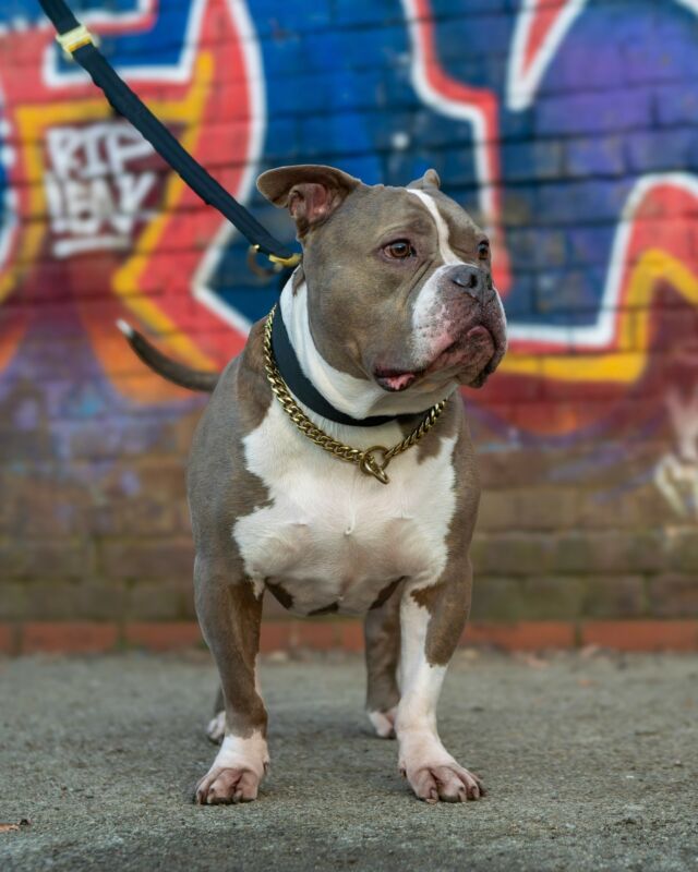 Look at this stud muffin 🫨🙌🏻📸

⚜️ Regal Dog - The Luxury Dog Brand ⚜️⁠
⁠
🛒 Shop Now: REGALDOG.CO.UK⁠

📸 @deadsharpmedia
⁠
#️⃣ #dogs #dogsofinstagram #dog #dogstagram #puppy #doglover #dogoftheday #instadog #doglovers #doglife #pets #love #Regaldog #fyp #lovethis #photography #photolove #pocketbully #pocket #bully #bullylove #bullyworld #bullybreed #bullyinstagram #bullynation