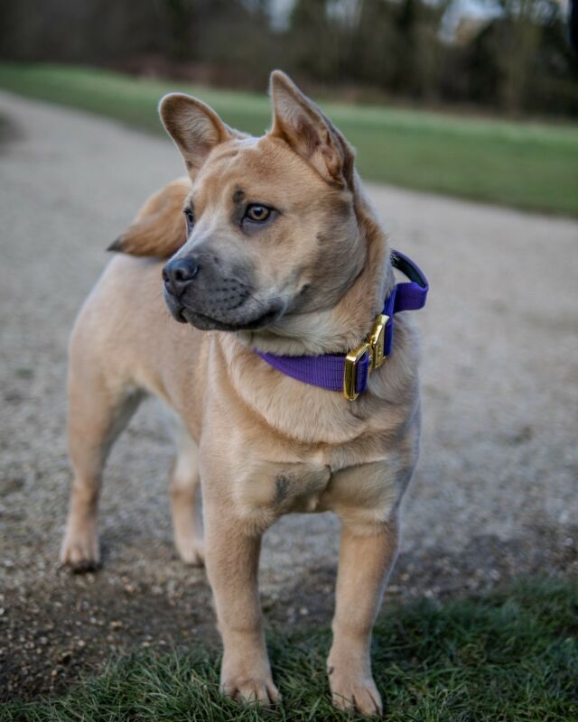 Just look at that Purple on you Bailey 😲💟

⚜️ Regal Dog - The Luxury Dog Brand ⚜️⁠
⁠
🛒 Shop Now: REGALDOG.CO.UK⁠

📸 @deadsharpmedia @bailey_the_frow_frow 
⁠
#️⃣ #dogs #dogsofinstagram #dog #dogstagram #puppy #doglover #dogoftheday #instadog #doglovers #doglife #pets #love #Regaldog #fyp #lovethis #photography #photolove #frowfrow