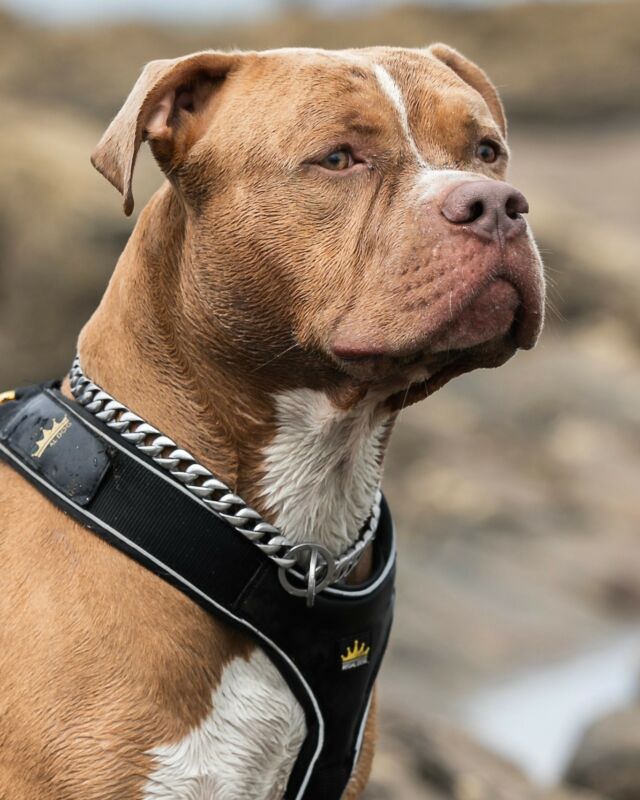 Has anyone seen such a gorgeous face 🫣👑
Nailed this shot 📸🙌🏻

⚜️ Regal Dog - The Luxury Dog Brand ⚜️⁠
⁠
🛒 Shop Now: REGALDOG.CO.UK⁠

📸 @king_arthur_the_xlbully
⁠
#️⃣ #bully #americanbully #dog #dogsofinstagram #puppy #bullybreed #dogs #bulldog #pitbull #bullylove #bullylife #regaldog #Regaldog #lovethis #dogshoot #dogworld #bullybreedlove #bullymagazine #life #pocketbully #xlbully #bulldogs #americanbullies #bullterrier #doglife