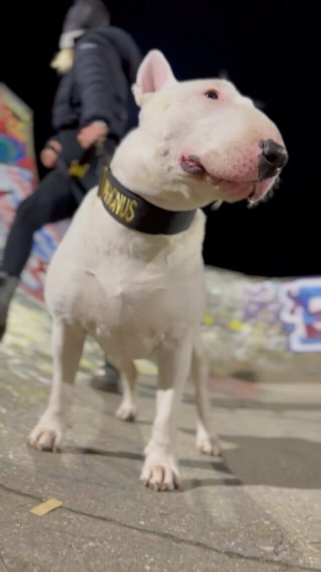 Magnus is the coolest pup at the skatepark 🔥💯📸

⚜️ Regal Dog - The Luxury Dog Brand ⚜️⁠
⁠
🛒 Shop Now: REGALDOG.CO.UK⁠

📸 @magnus_the_destroyer 
⁠
#dogs #dogsofinstagram #dog #dogstagram #puppy #doglover #dogoftheday #instadog #doglovers #doglife #pets #love #Regaldog #fyp #lovethis #photography #photolove