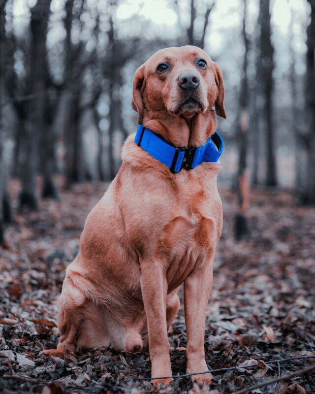 This Blue is a perfect colour for you 💙🥹

⚜️ Regal Dog - The Luxury Dog Brand ⚜️⁠
⁠
🛒 Shop Now: REGALDOG.CO.UK⁠

📸 @deadsharpmedia
⁠
#️⃣ #dogs #dogsofinstagram #dog #dogstagram #puppy #doglover #dogoftheday #instadog #doglovers #doglife #pets #love #Regaldog #fyp #lovethis #photography #photolove