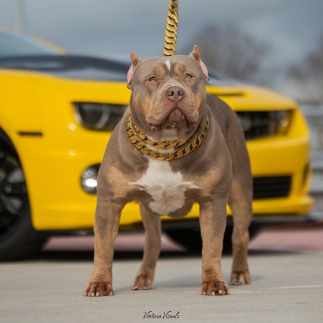 Ready to start the week off dripping in our Gold Chain Gucci 👑📸🙌🏻

⚜️ Regal Dog - The Luxury Dog Brand ⚜️⁠
⁠
🛒 Shop Now: REGALDOG.CO.UK⁠

📸 @gucciladiabla 
⁠
#️⃣ #dogs #dogsofinstagram #dog #dogstagram #puppy #doglover #dogoftheday #instadog #doglovers #doglife #pets #love #Regaldog #fyp #lovethis #photography #photolove