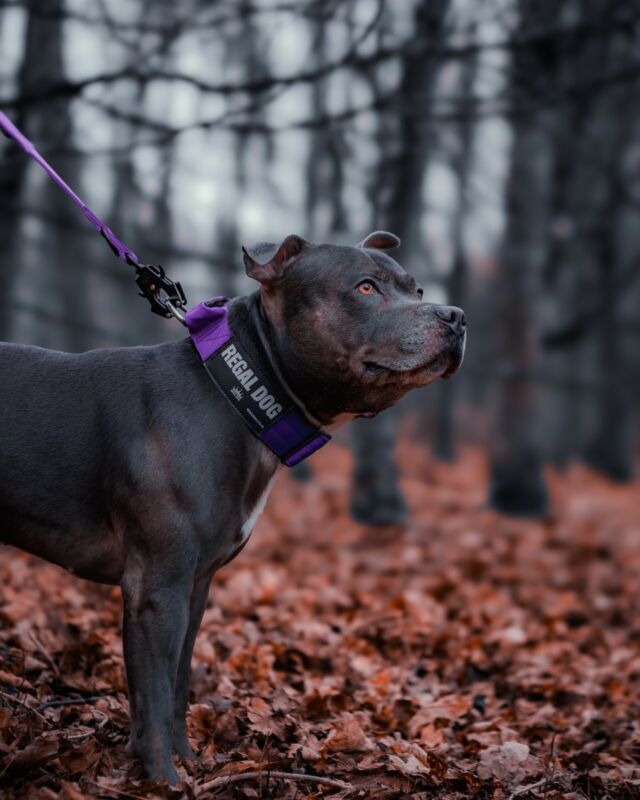 It takes a real man to wear purple 👑💜

⚜️ Regal Dog - The Luxury Dog Brand ⚜️⁠
⁠
🛒 Shop Now: REGALDOG.CO.UK⁠

📸 @deadsharpmedia @catduburguettattoo 
⁠
#️⃣ #staffy #staffordshirebullterrier #dogsofinstagram #staffygram #dog #staffylove #staffymoments #dogs #staffie #staffiesofinstagram #amstaff #instadog #dogoftheday #staffylovers #dogstagram #doglife #love #bluestaffy #staffysofinstagram #puppylove #staffordshire #staffylife #staff #doglover  #staffypuppy #regaldog #dogworld