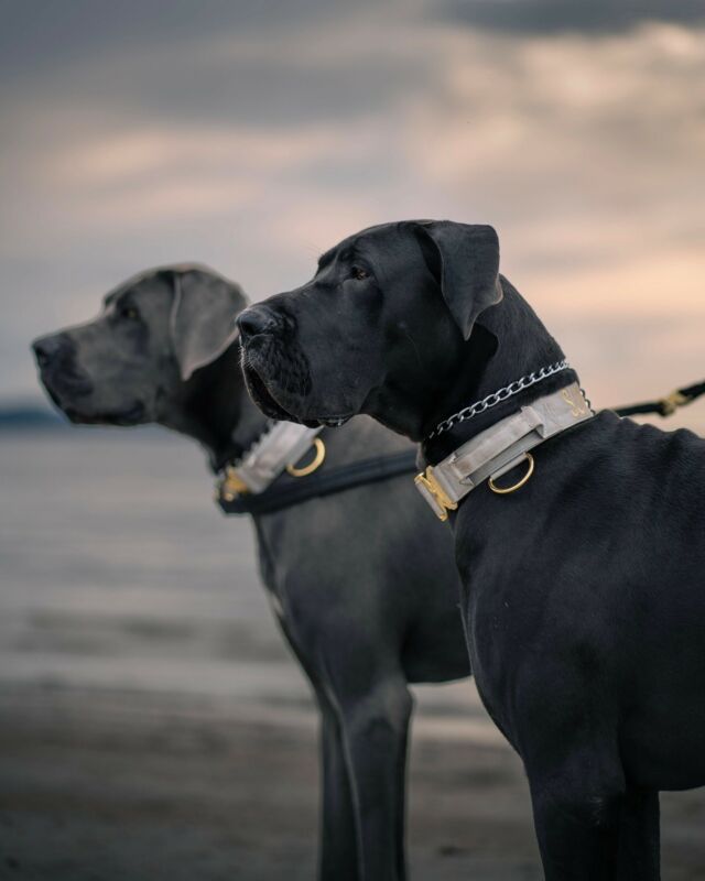 🙌🏻 Double trouble, how gorgeous do these two look 👿 

⚜️ Regal Dog - The Luxury Dog Brand ⚜️⁠
⁠
🛒 Shop Now: REGALDOG.CO.UK⁠

📸 @sven.sune 
⁠
#️⃣ #greatdane  #dogs #dogstagram #instadog #dogsofinstagram #dogoftheday #doglover #branding #doglife #doggo #pets #dogsofinsta #luxurydog #regaldog  #mondayfunday #nature #dogworld #IGdogs #photooftheday #snapthis #lovethis #greatdanebreed #regal #lovethis  #natureshot #photolove #photography #perfection